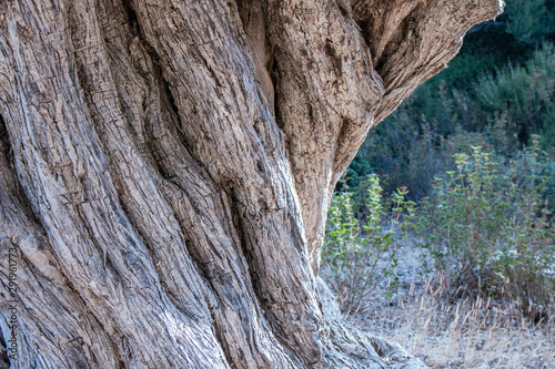 Trunk of an old olive tree Natural design element. Texture of a trunk an old olive tree. A bark of olive tree. Olive wooden background copy space for products or text.
