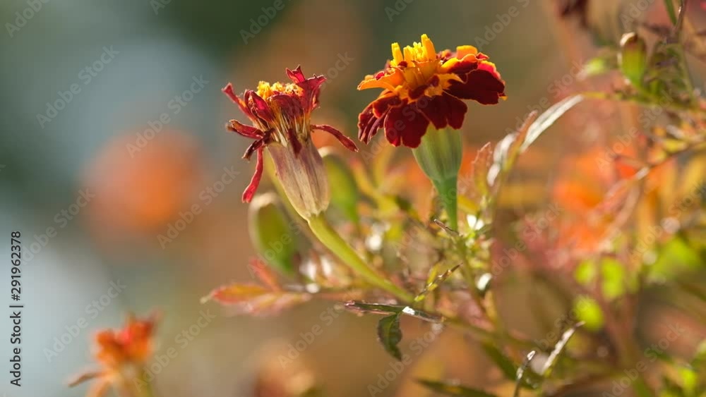 Closeup of red and yellow marigold flower on the balcony in full blossom in late summer in September Closeup of red and yellow marigold flower on the balcony in full blossom in late summer in September