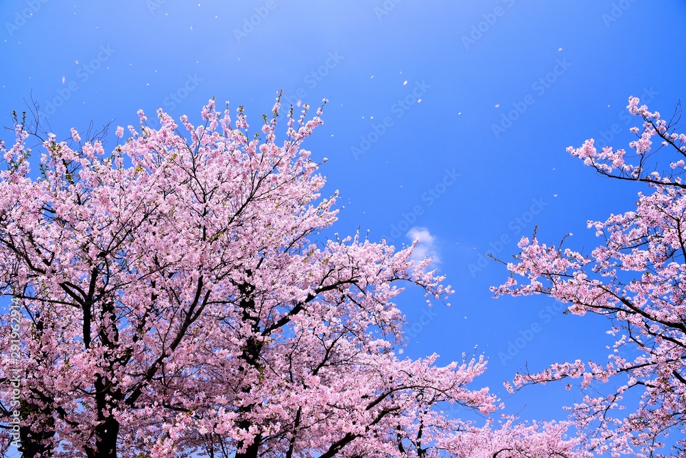 臥竜公園の桜 臥竜公園の桜