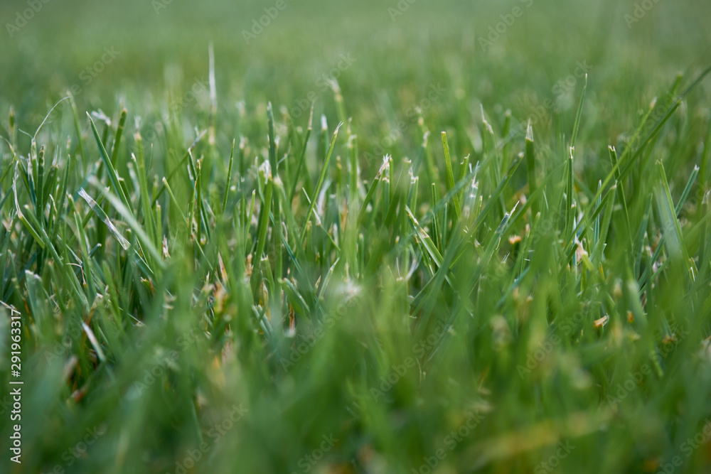 green grass with water drops green grass with water drops