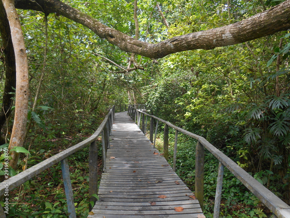 Obraz wooden bridge in forest