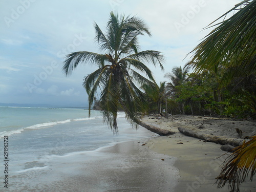 palm tree on tropical beach