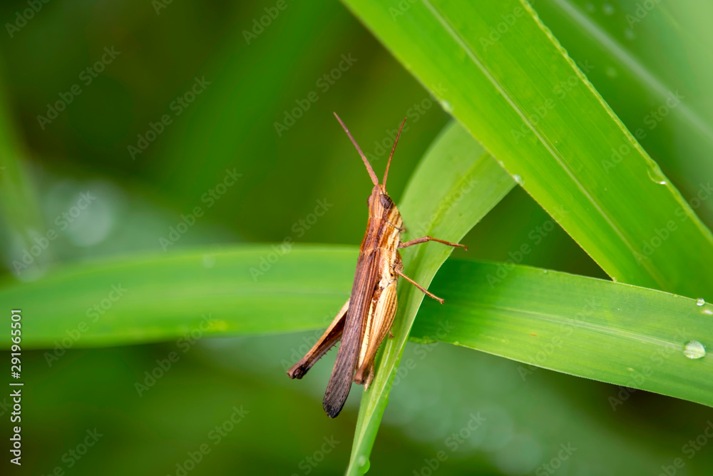 View of the grasshopper eating the dew and the natural background View of the grasshopper eating the dew and the natural background