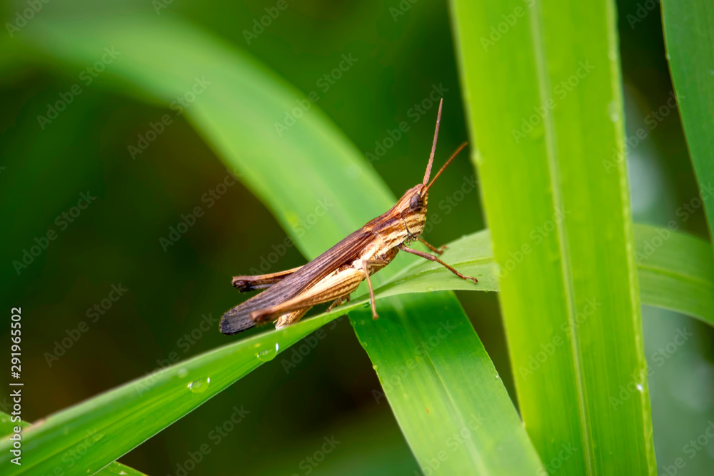 View of the grasshopper eating the dew and the natural background View of the grasshopper eating the dew and the natural background