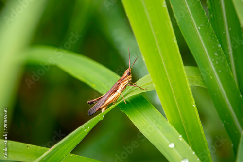 View of the grasshopper eating the dew and the natural background