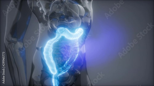 science anatomy scan of human colon glowing photo