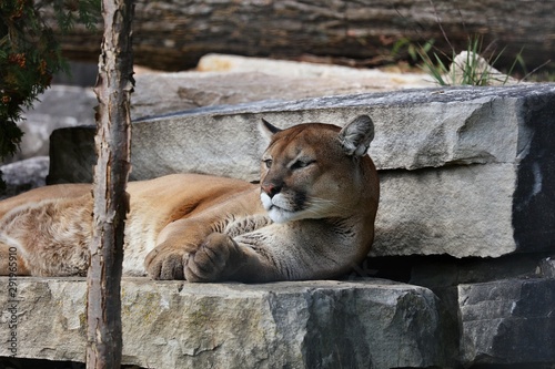 Puma American - They feed primarily on ungulates. Puma is a slim  muscular cat. It has short and round ears  rotating independently of each other and capable of capturing even the slightest noise. She