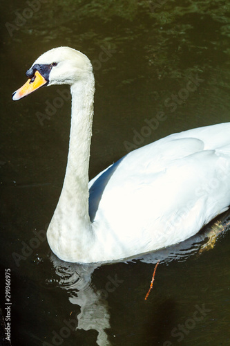 A white swan swimming on a small forest lake