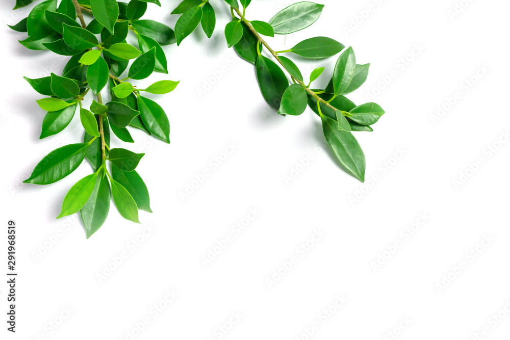 green leaves on white background, background concept. green leaves on white background, background concept.
