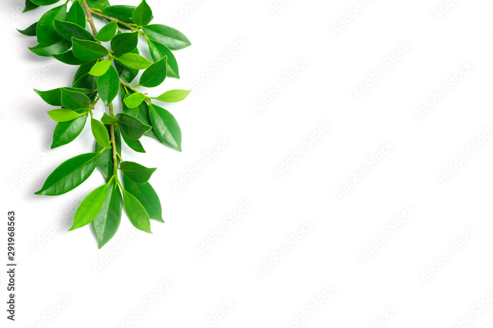 green leaves on white background, background concept. green leaves on white background, background concept.