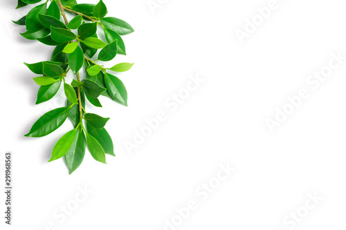 green leaves on white background, background concept.