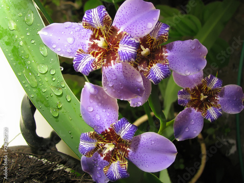 Blue walking Iris  / Neomarica Caerulea Regina - This flower is also known as Giant Queen Iris or Giant Apostle's Iris