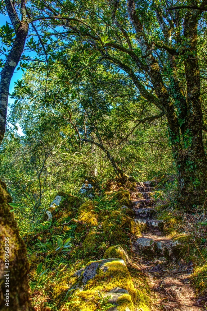 old path through broad-leaved phyllire trees in Portugal