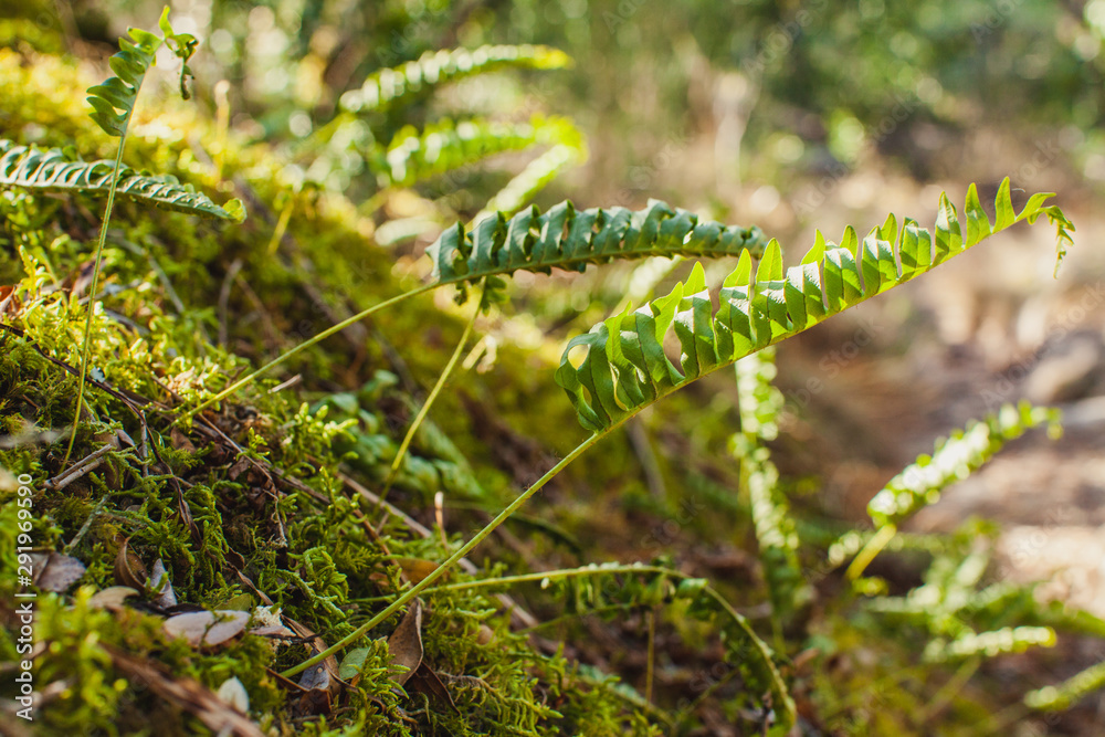 young fern on the moss
