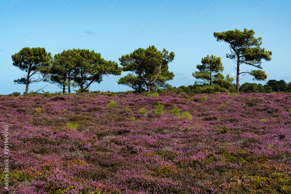 lilac heath meadows in bloom with dark green trees under a bright blue sky lilac heath meadows in bloom with dark green trees under a bright blue sky