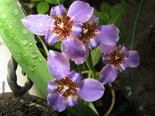 Blue walking Iris  / Neomarica Caerulea Regina - This flower is also known as Giant Queen Iris or Giant Apostle's Iris