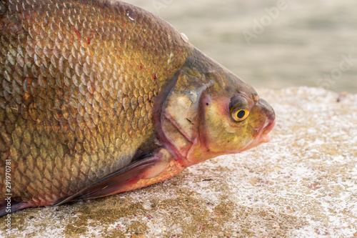 Fototapeta Naklejka Na Ścianę i Meble -  bream fish on a white background. Selective focus. Blur background