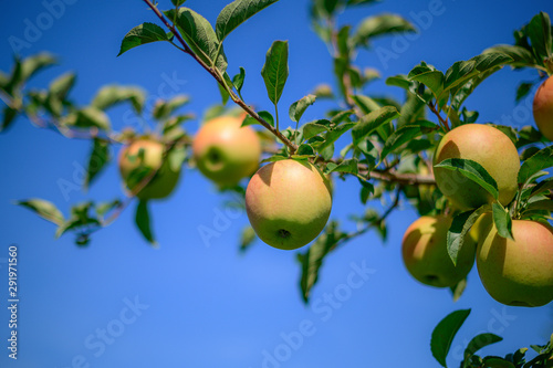 Golden Delicious with Blue Sky