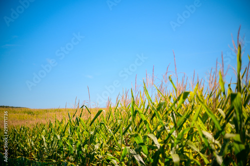 Corn Field with Blue Sky