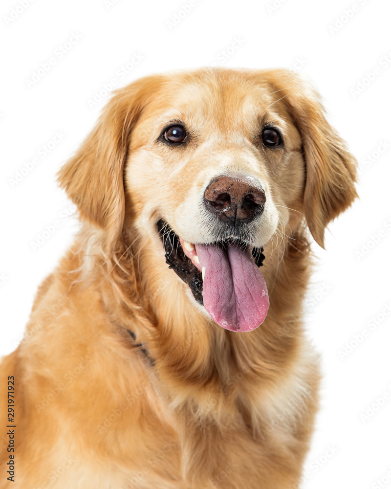 Closeup Happy Golden Retriever Dog Open Mouth