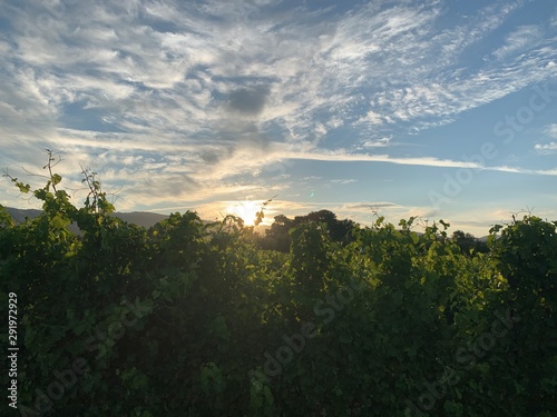 Sunrise in Vineyards
