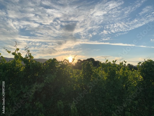 Sunrise Behind Vines