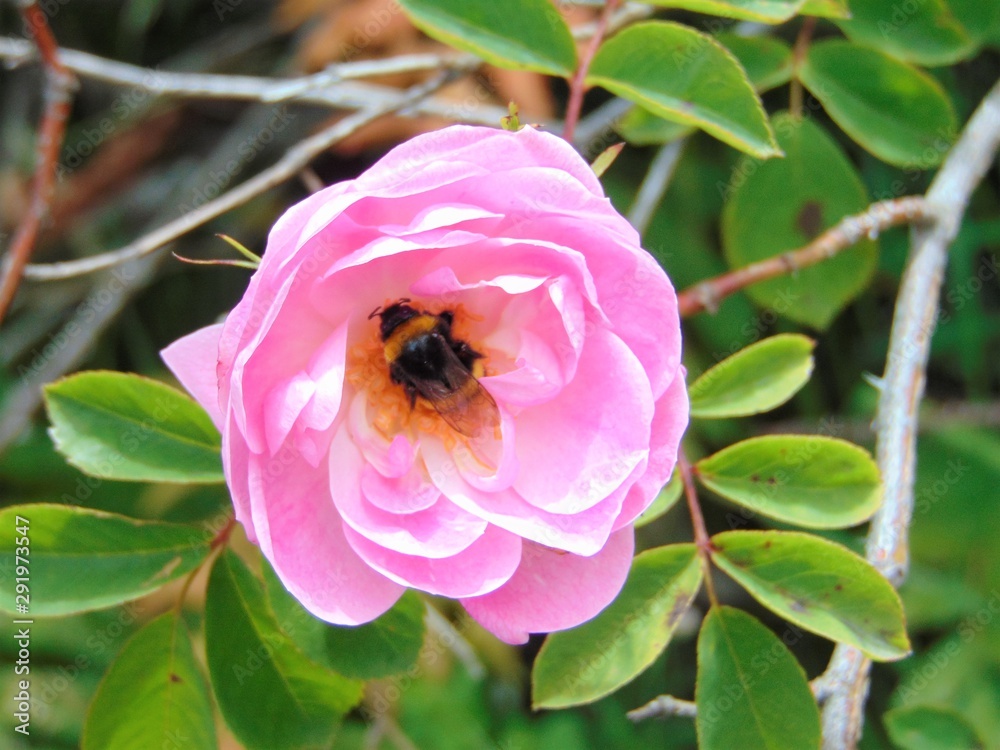 bee on flower bee on flower