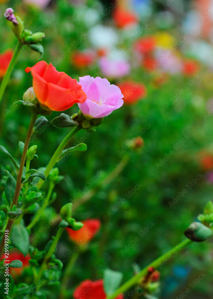 Beautiful Pusley flower plant on the garden backgrounds Beautiful Pusley flower plant on the garden backgrounds