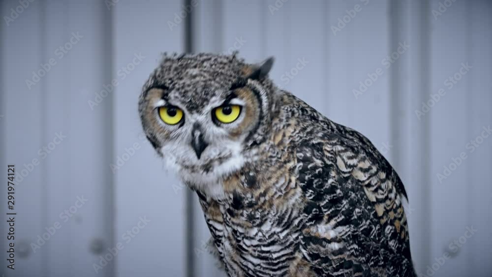 An owl weaving and bobbing it's head, triangulating and looking like he's giving attitude. Stock
