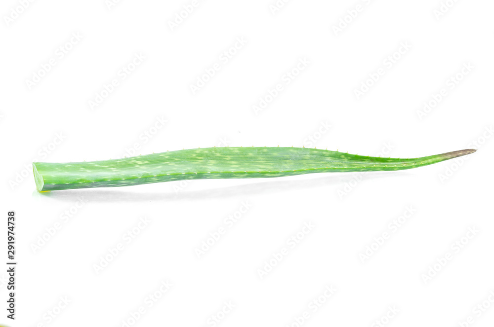 Fresh Aloe vera on white background Fresh Aloe vera on white background