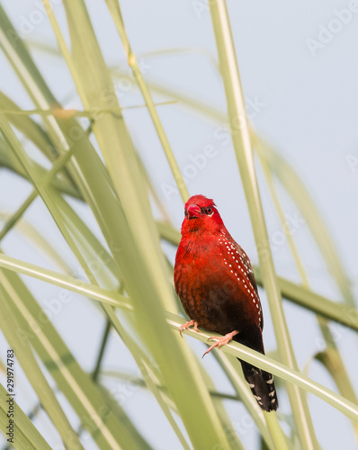 Red Avadavat Bird on tree  photo