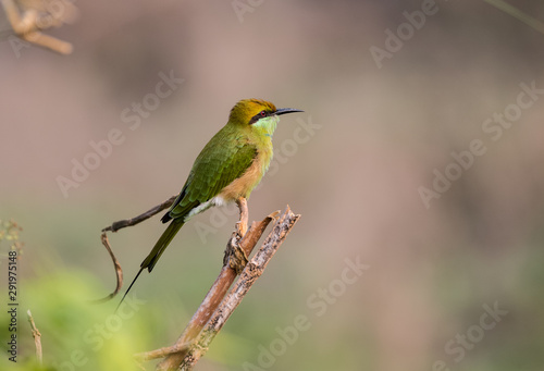 Portrait shoot for Green Bee Eater Bird