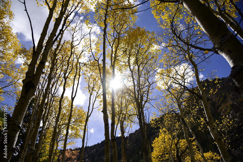 Obraz premium Aspen Trees