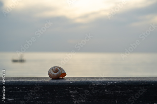 Snail shell resting on the wooden bench