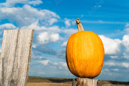 yellow pumpkin on a background of blue sky on a wooden surface photo