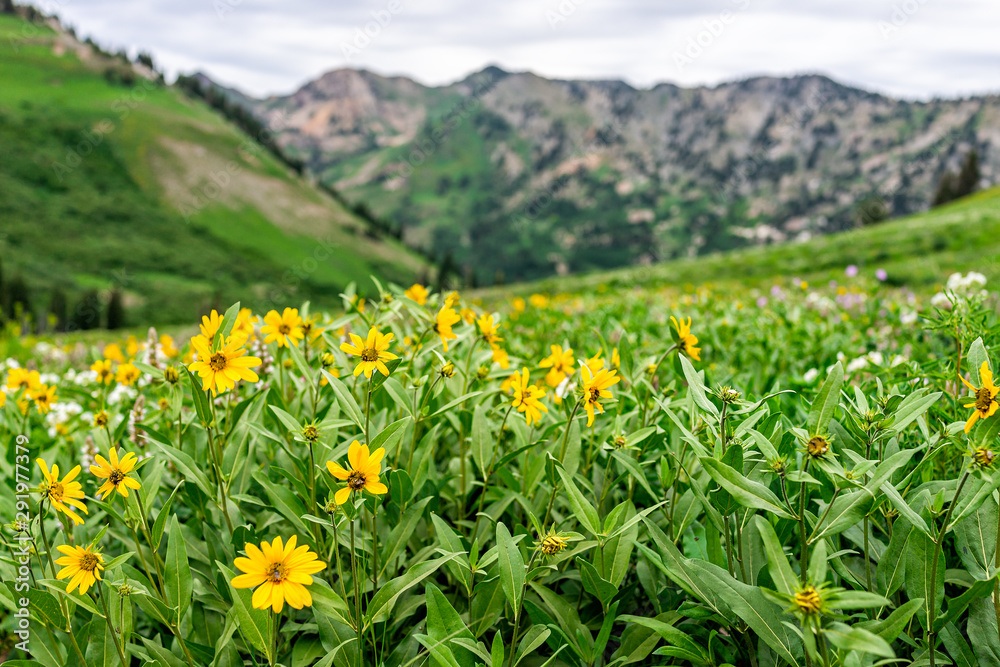 Obraz premium Albion Basin, Utah summer 2019 meadows trail in wildflowers season in Wasatch mountains with many yellow Arnica sunflowers flowers