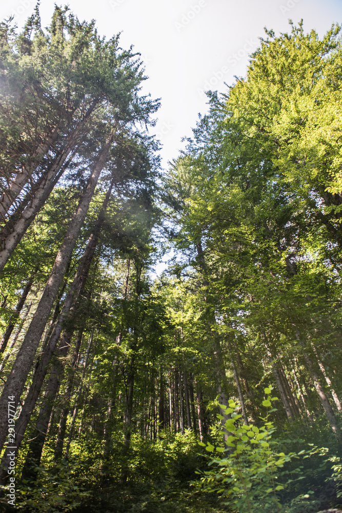 Fototapeta premium looking up at forest tree branches tall trees in nature 