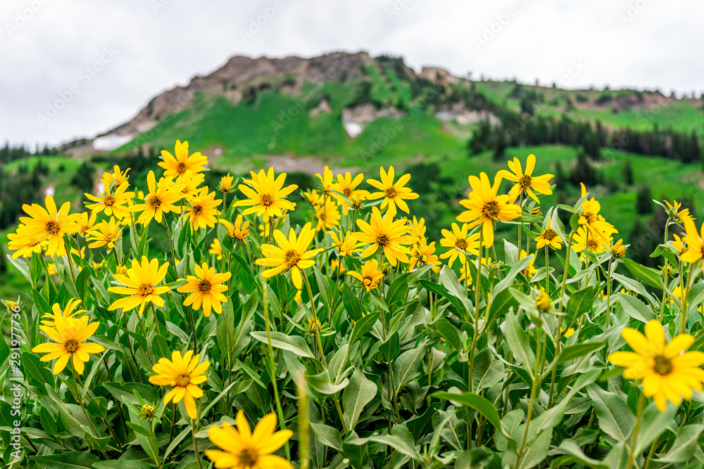 Albion Basin, Utah 2019 famous meadows trail in wildflowers season in Wasatch mountains with closeup of many yellow Arnica sunflowers flowers