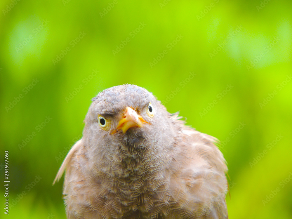 Obraz premium bird of prey
