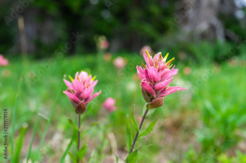 Albion Basin, Utah green summer trail in 2019 with bright pink Indian Paintbrush flowers wildflowers closeup