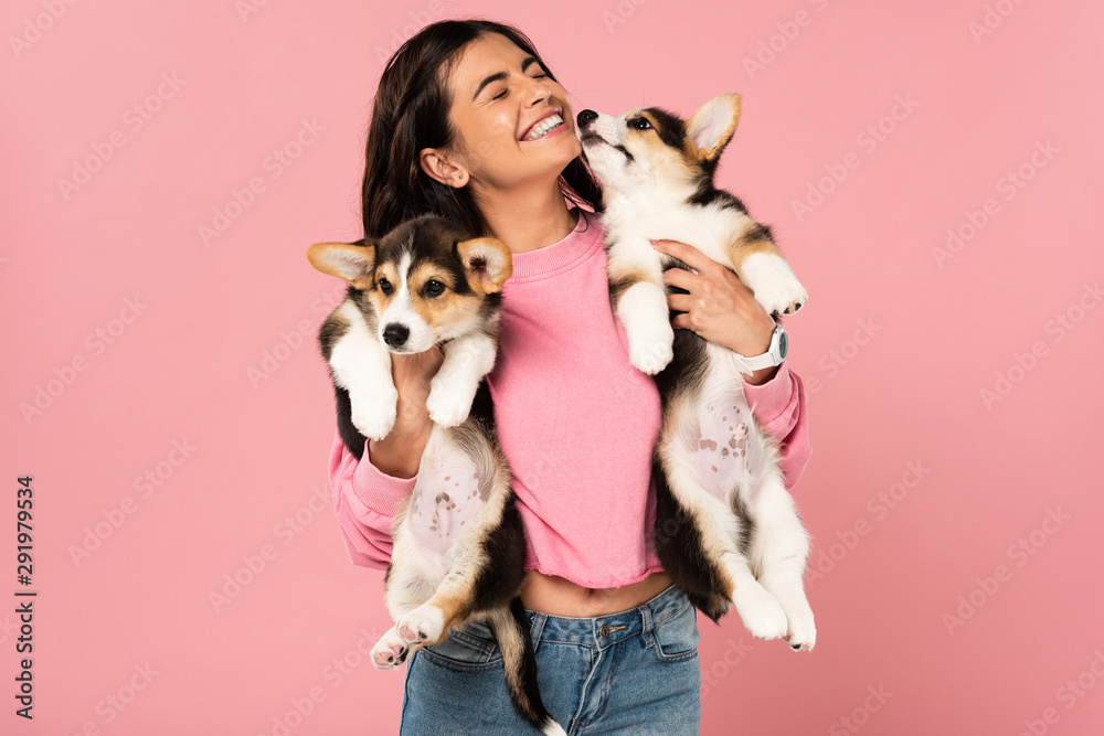 smiling girl holding Welsh Corgi puppies, isolated on pink smiling girl holding Welsh Corgi puppies, isolated on pink