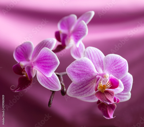 Flower orchid on beautiful background