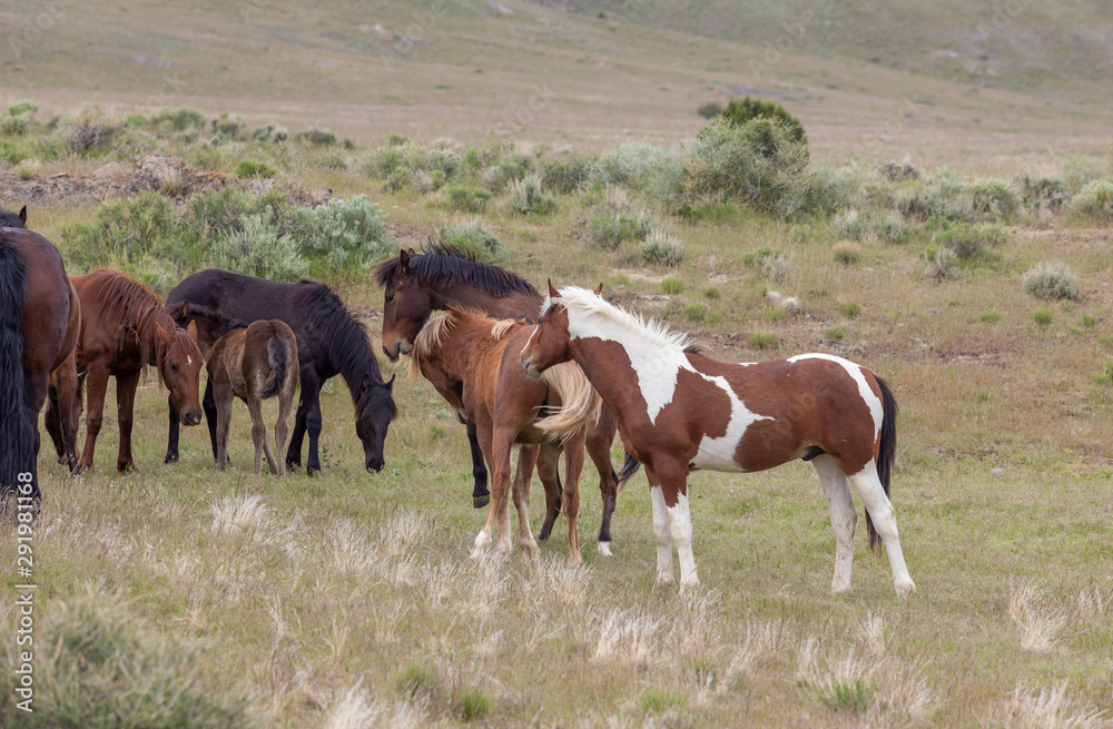 Wild Horses in the Utah Desert in Spring Wild Horses in the Utah Desert in Spring