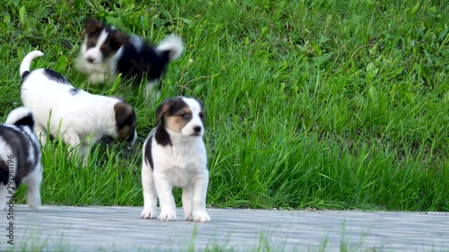 Cute beautiful puppies are playing on the lawn