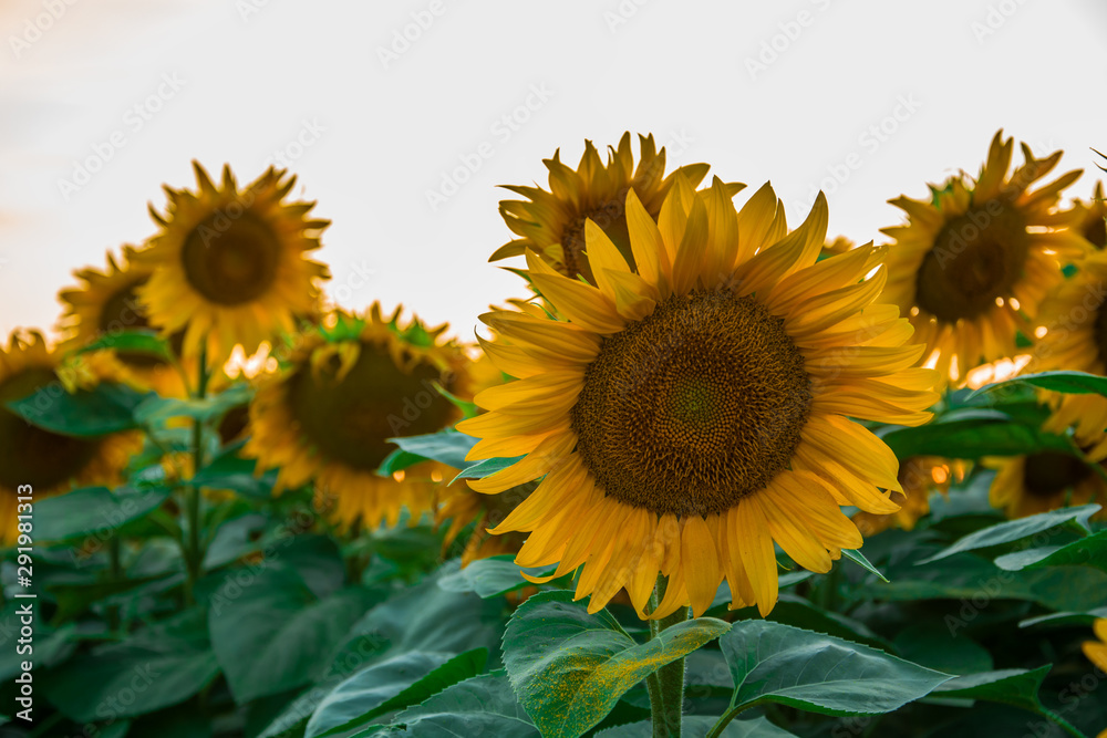 Close up of the flowers of yellow sunflowers with green leaves
