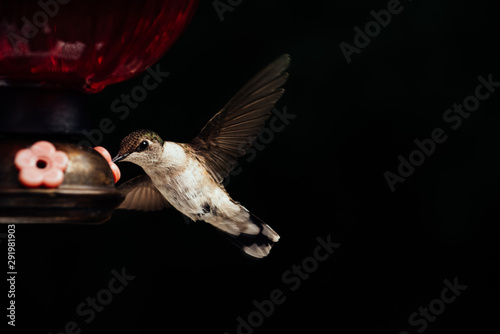 Female ruby throated hummingbird drinking from feeder photo