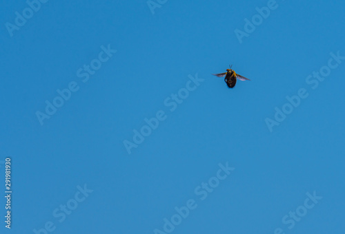 Small fly in the sky. Very noisy insect. Looking for food and rest. Blue sky on a background.