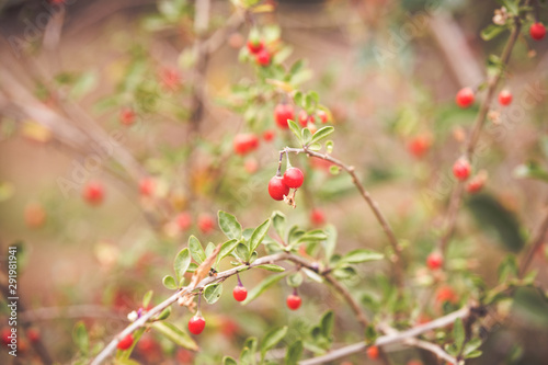 Autumn red goji fruits on a branch