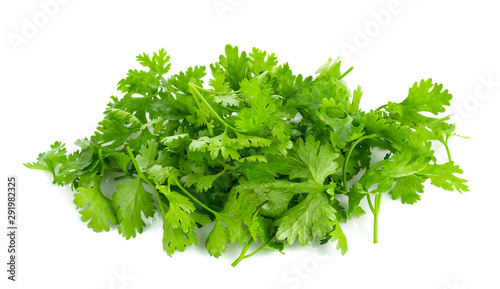 fresh coriander leaves on white background