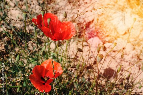 Poppy field. Single bright poppy Reds. The concept of a day of memories or drugs